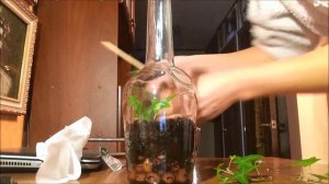 Флорариум своими руками.  Florarium do it yourself.