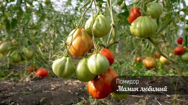 МАМИН ЛЮБИМЫЙ Помидор смотреть онлайн