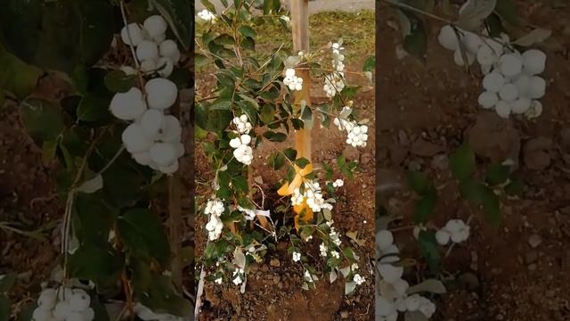 Снежноягодник или волчья ягода. ???? смотреть онлайн