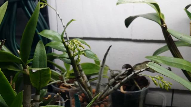My Orchid Collection Update In December! Happy New Year, Everyone! смотреть онлайн