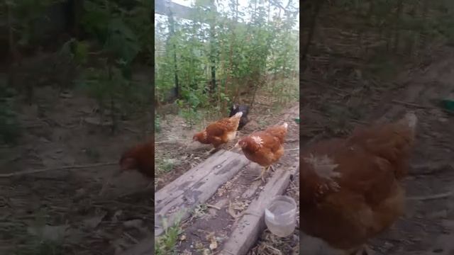 Начинающий фермер. Яичный барон смотреть онлайн