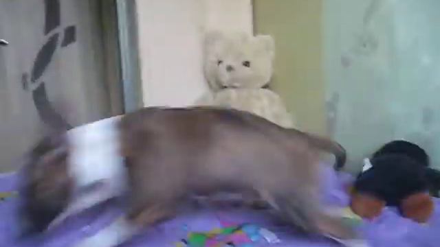 Миниатюрный бультерьер, Жужа минибулька смотреть онлайн