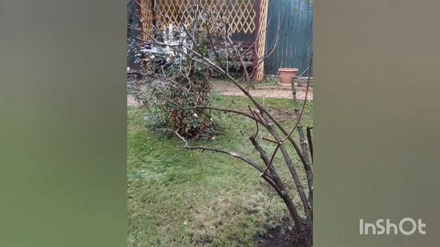 Кардинальная обрезка взрослых кустов метельчатой гортензии смотреть онлайн