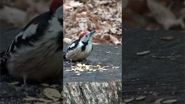 Красная шапочка Дятел прилетел с дерева покушать! Но клюв не подходит для овсяных хлопьев смотреть онлайн