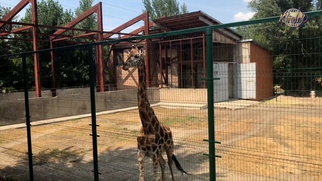 Ростовский зоопарк (часть 1) смотреть онлайн