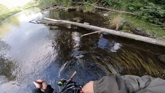 Форель в Ленинградской области. Рыбалка в области. (июль 2019) смотреть онлайн