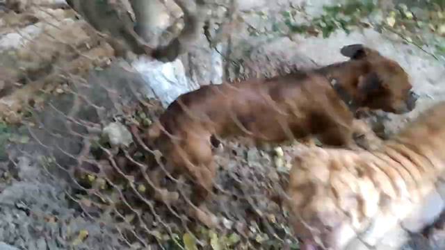 Арнольд и Мася, крупным планом! Собаки сидят в вольере, немецкий боксер и шарпей! Питомцы, для души смотреть онлайн