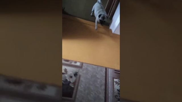 Мопсу скоро рожать смотреть онлайн