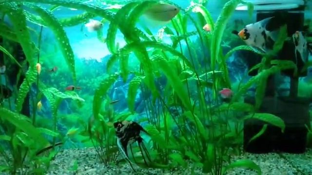 Скалярии, тернеции карамельки, расбора арлекин, криптокорина балансе смотреть онлайн
