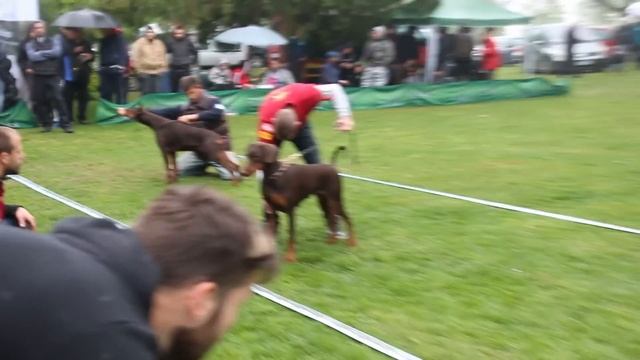 CHAMPION CUP 2019 SPECIAL DOBERMANN SHOW 1/2 смотреть онлайн