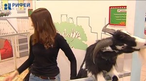 Живой уголок. Камерунские козы