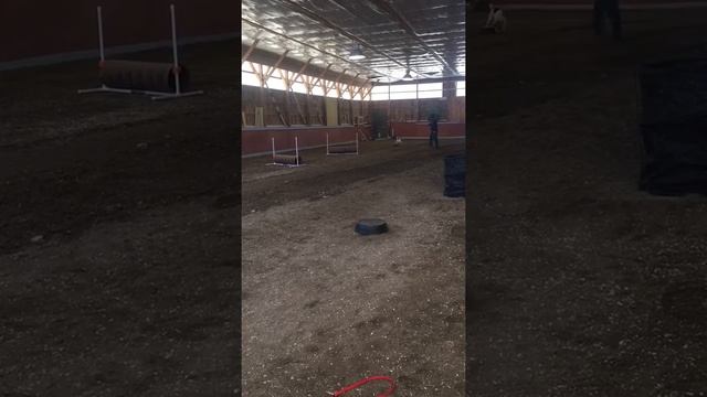 Skipper jump training смотреть онлайн