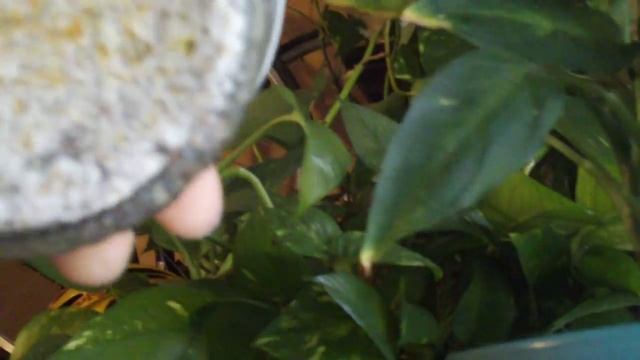 Contamination Abound! смотреть онлайн