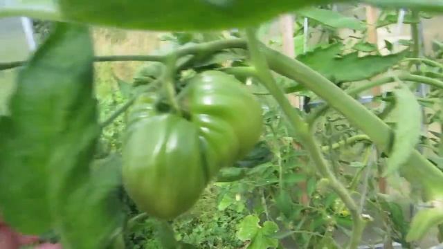 Моя дача. Синий флокс, урожай лука и чеснока, дегустация огурцов. смотреть онлайн