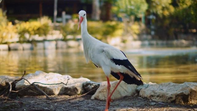 Расслабляющая музыка, успокаивающая нервы, для здоровья сердечно-сосудистой системы и улучшения #11 смотреть онлайн