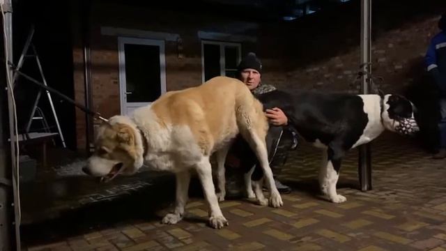 21.12.21 г. Вязка МУСТАФА - ЗАРА. смотреть онлайн