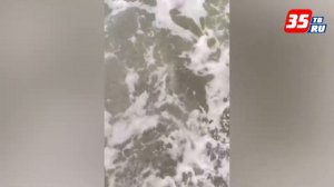 Автостопом через всю Россию проехал простой парень из Чагодощенского района