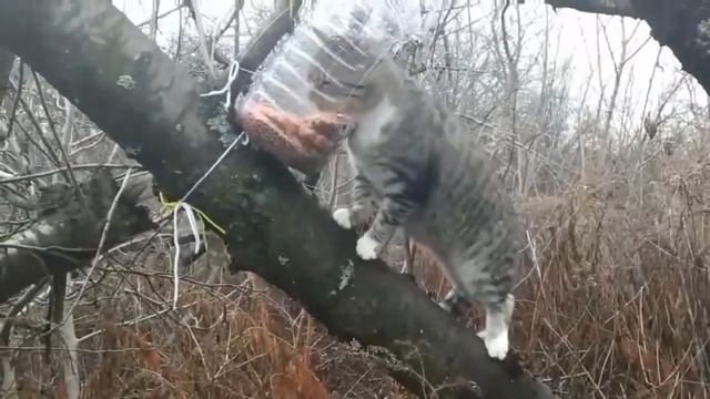 Домик на дереве для кота Кормушка смотреть онлайн