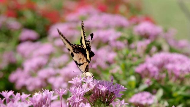 Butterfly Pentas, October 2023 смотреть онлайн