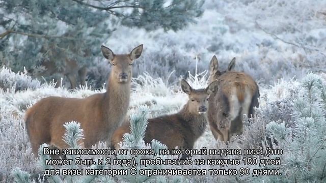 Причины отказа в шенгене, или Как избежать ошибок в получении визы смотреть онлайн
