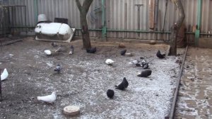 Можно ли давать голубям соль ?12.02.2021 г