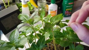 ?Махровый бальзамин Том Тамб. ✔СЕКРЕТ ПЫШНОГО ЦВЕТЕНИЯ