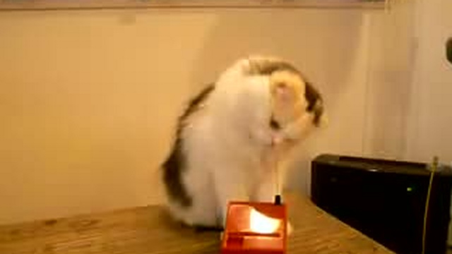 Забавные животные 34 смотреть онлайн