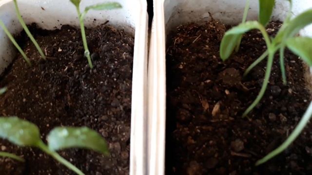 Рассада перца.Можно сажать ещё позже. смотреть онлайн