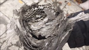 Осиное гнездо.  Где и из чего осы строят гнёзда.