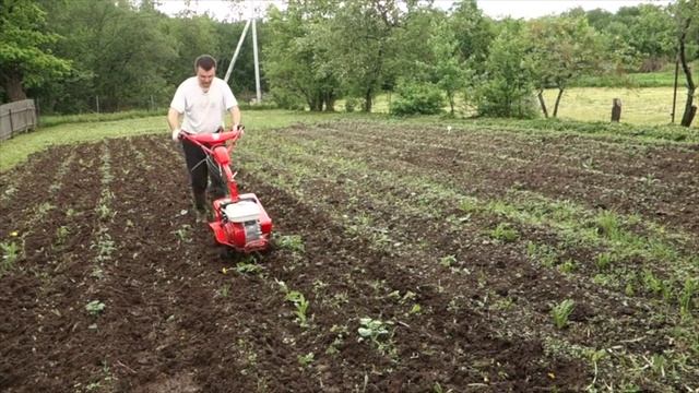 2015 год - прополка сорняков и боронование картошки ежами и мотоблоком Салют-100 смотреть онлайн