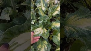 Хосты Моэрхем, Голден Медлоус, Абиква Дринкен Гурт, Крисмас три.