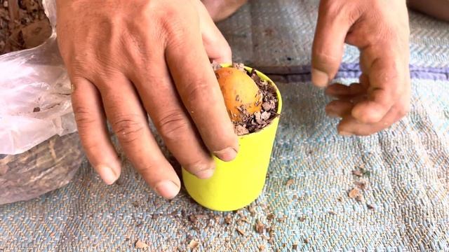 Unique Skill Grafting Sapodilla Tree with Aloe Vera Make A lot of Fruit смотреть онлайн