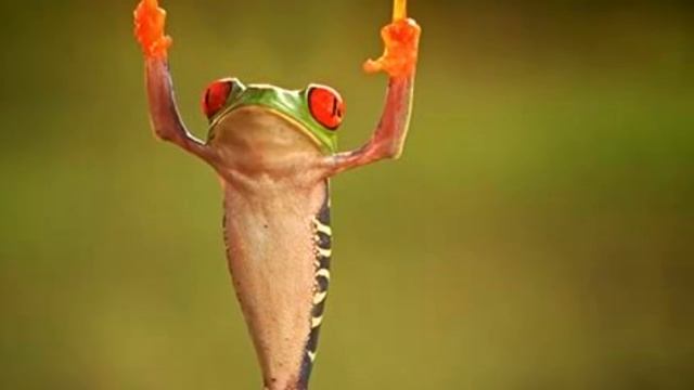 Забавные Зверушки