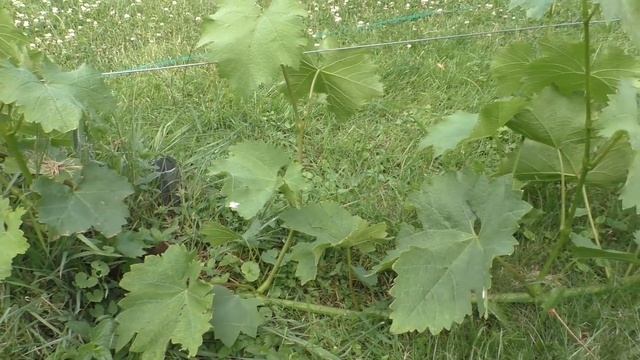 Жирующий куст винограда. Что это и как с ним быть? смотреть онлайн