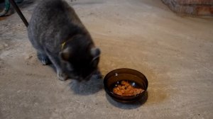 ШТУКАТУРКА КИРПИЧНОЙ ПЕЧИ СВОИМИ РУКАМИ ПОД ОБЛИЦОВКУ ПЛИТКОЙ