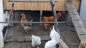 Куры несушки для новичков и какая польза от петуха?