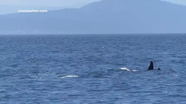 EPIC Killer Whale encounter at Lime Kiln State Park 6/3/14 Jpod and the L12's смотреть онлайн