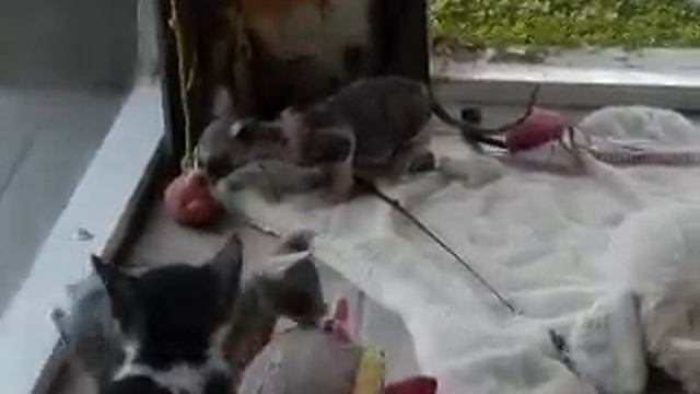 Sphynx Devon Rex Kittens Playing in Sun Room смотреть онлайн