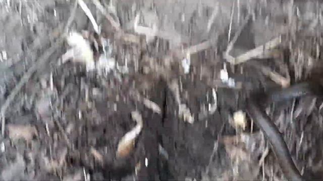 Охота на змею. смотреть онлайн