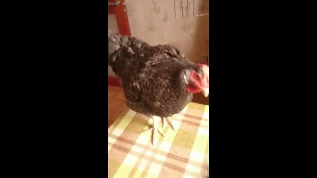 Цыпа курица понимает слова. смотреть онлайн