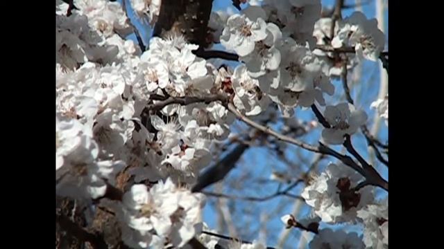 slow motion effect sony dcr sd 1000 e & pinnacle studio 16 смотреть онлайн