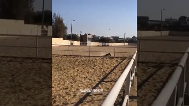 Жеребенок врезался в забор смотреть онлайн