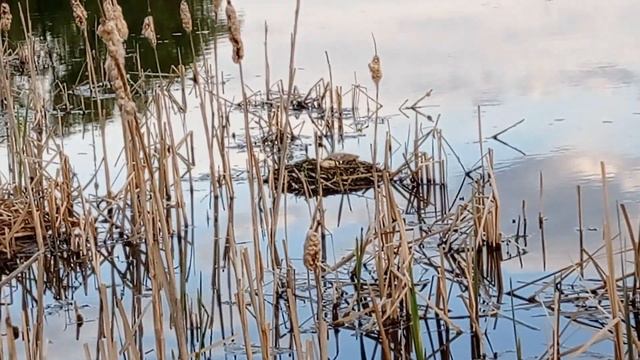 Красивая птица.Посмотрим сколько людей знают её название, пишите в комментариях. смотреть онлайн