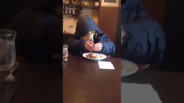 Лабрадор смотреть онлайн