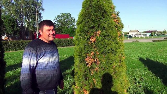 Как спасти туи от болезней и вредителей