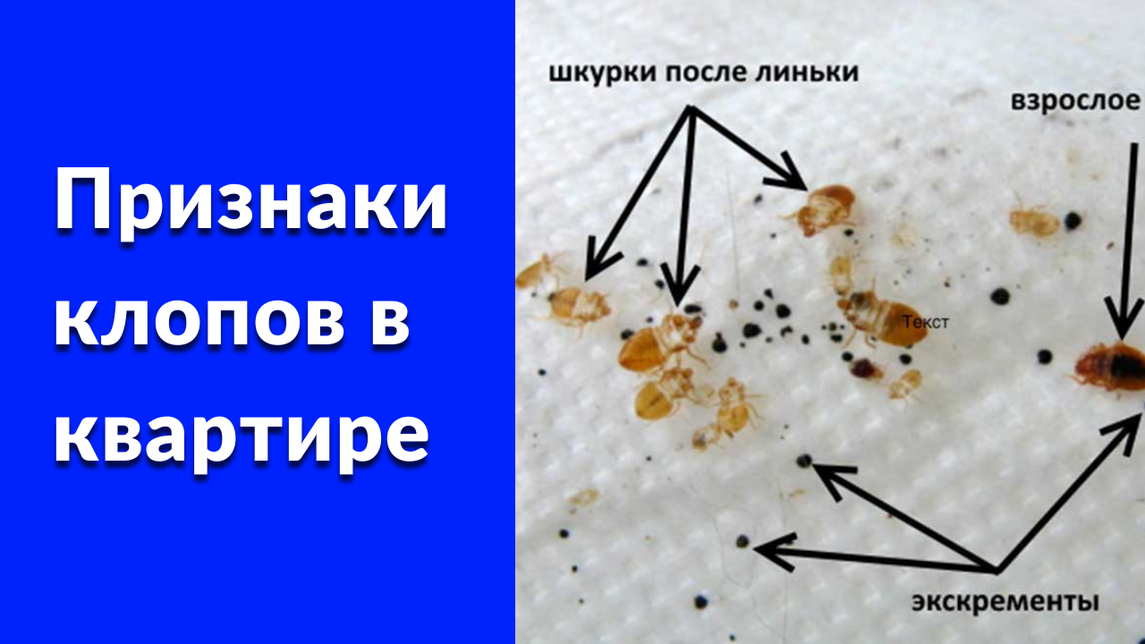 Признаки клопов в квартире. Где прячутся постельные клопы? смотреть онлайн