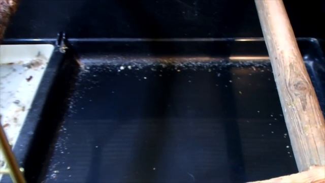 Ежедневная уборка клетки попугая. Наводим порядок у птичек. смотреть онлайн