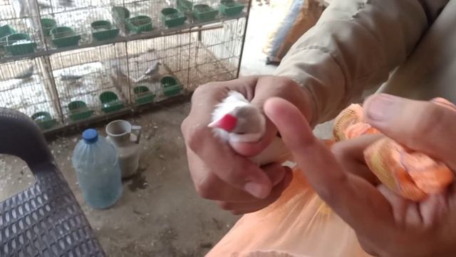 Finally My Java Order Complete Silver Java Opal Ke Split смотреть онлайн