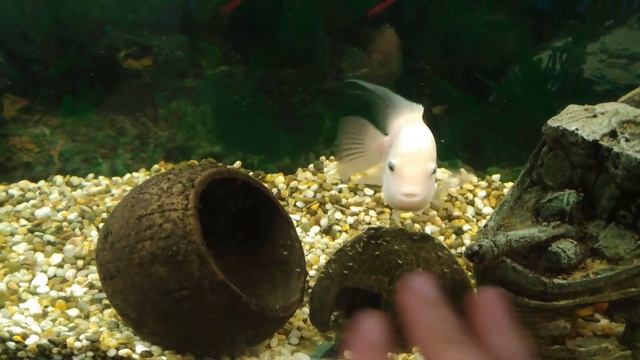 Мальки цихлазомы чернополосой (Фламинго) смотреть онлайн