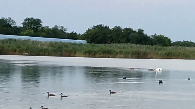 200🍒Новощербиновская/Едем в гости/Лебеди/Дом смотреть онлайн